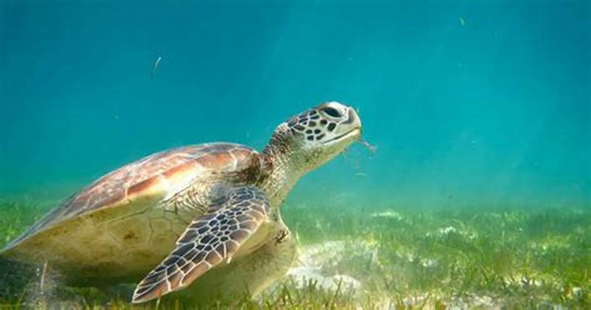 Do Turtles Eat Algae?