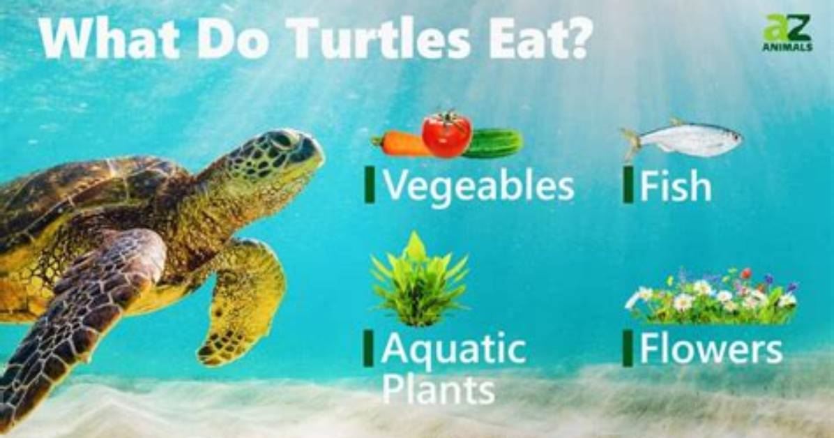 Do Turtles Eat Turtles?