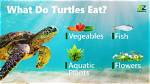 Do Turtles Eat Turtles?