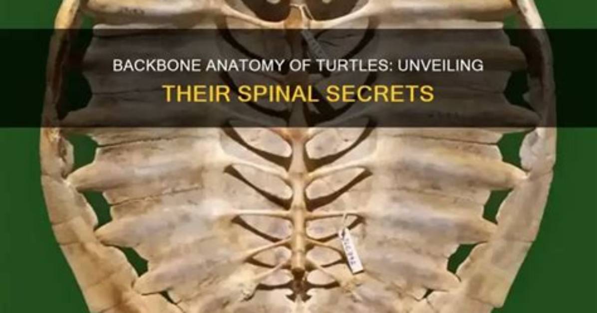 Do Turtles Have a Backbone?