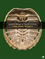 Do Turtles Have a Backbone?