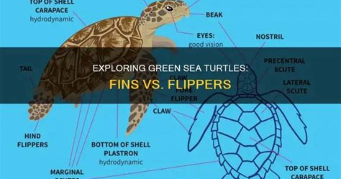 Do Turtles Have Flippers?