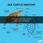 Do Turtles Have Flippers?