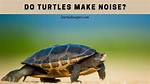 Do Turtles Make Noise
