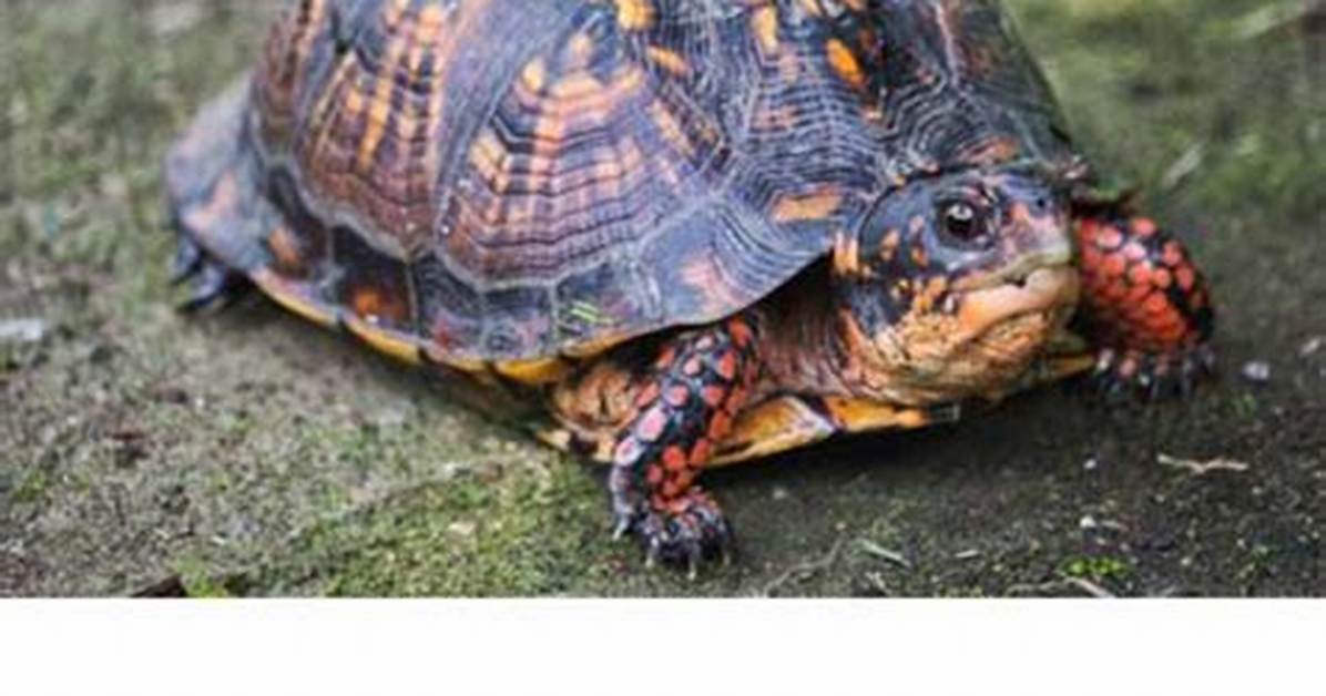 Do Turtles Make Squeaking Noises?