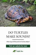 Do Turtles Make Squeaking Noises?