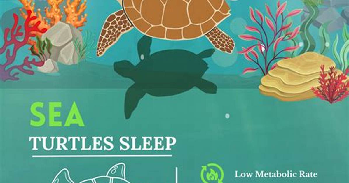 Do Turtles Sleep