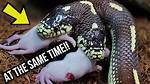 Do Two Headed Snakes Fight?