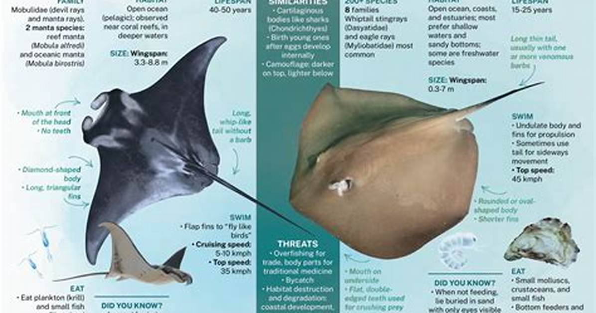 Do Undulate Rays Sting?