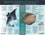 Do Undulate Rays Sting?