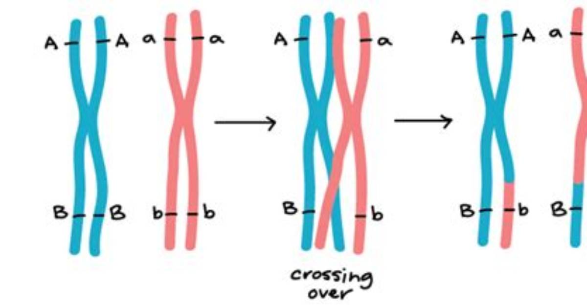 Do Unlinked Genes Crossover?