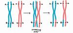 Do Unlinked Genes Crossover?