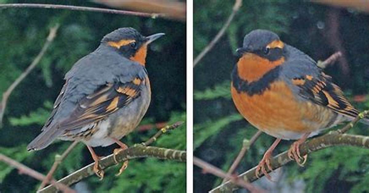 Do Varied Thrush Migrate?