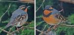 Do Varied Thrush Migrate?