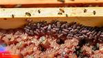 Do Varroa Mites Fly?