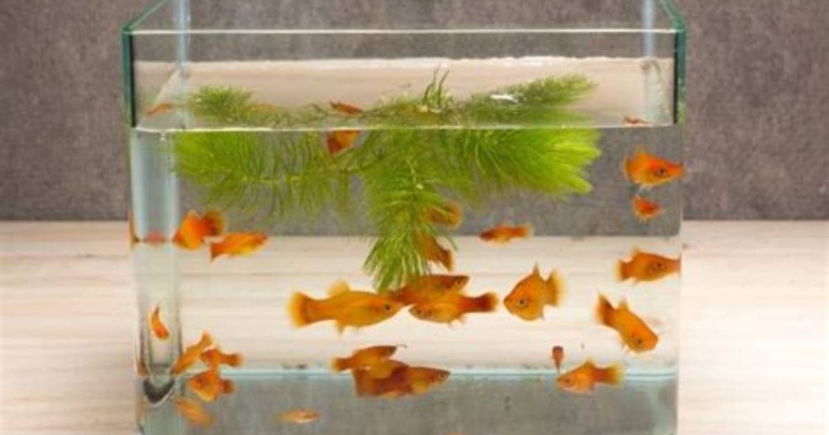 Do Vegans Keep Pet Fish