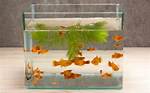Do Vegans Keep Pet Fish