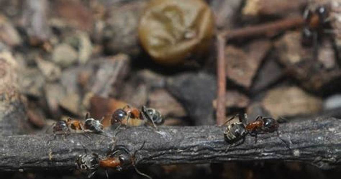 Do Velvety Tree Ants Bite?