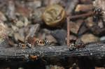Do Velvety Tree Ants Bite?