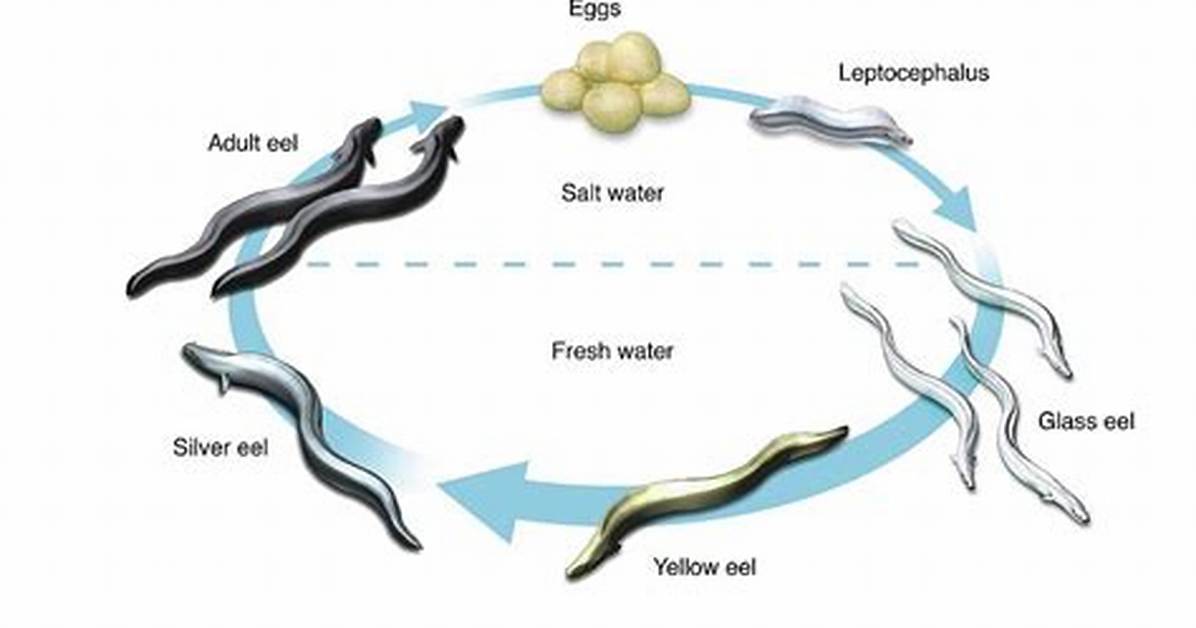 Do Vinegar Eels Lay Eggs