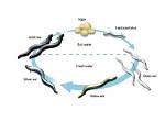 Do Vinegar Eels Lay Eggs