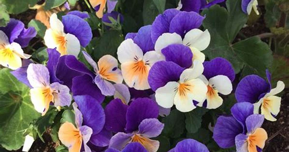 Do Violets Bloom Every Year