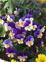 Do Violets Bloom Every Year