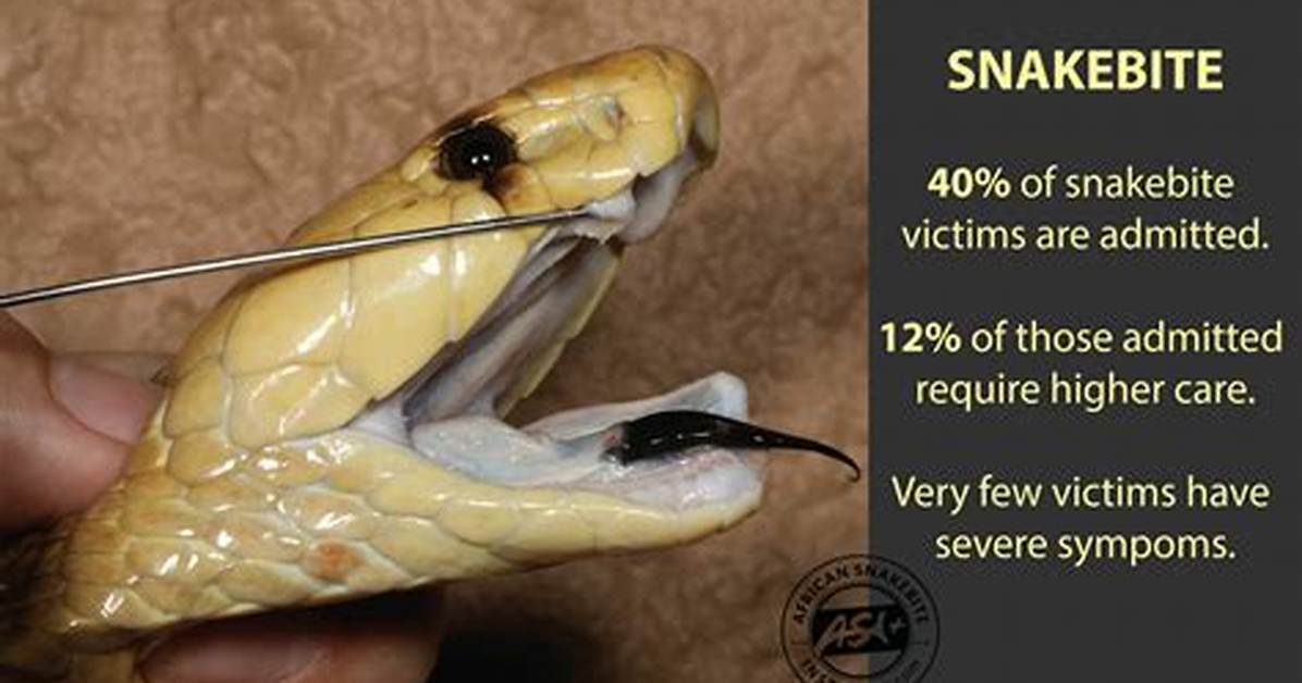 Do Viper Snake Bite?