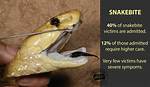 Do Viper Snake Bite?