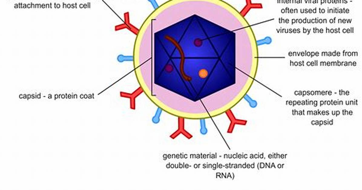 Do Viruses Have Thymine?