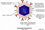 Do Viruses Have Thymine?