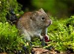 Do Voles Live Underground?
