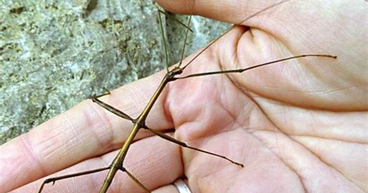 Do Walking Sticks Bite