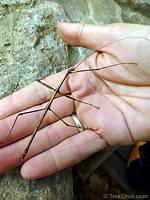 Do Walking Sticks Bite