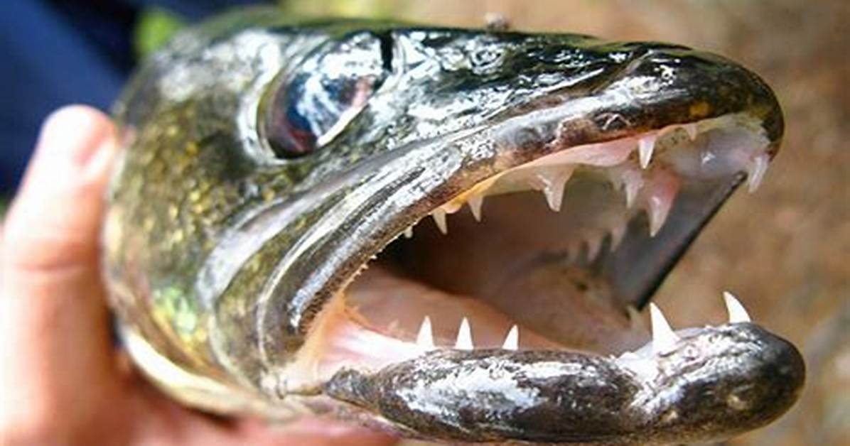 Do Walleye Have Sharp Teeth?