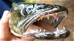 Do Walleye Have Teeth?