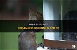 Do Warbles Kill Squirrels?