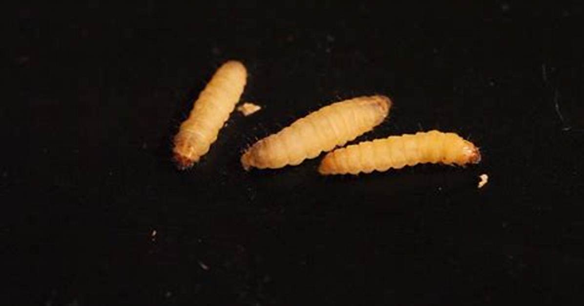 Do Wax Worms Move?
