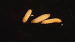 Do Wax Worms Move?
