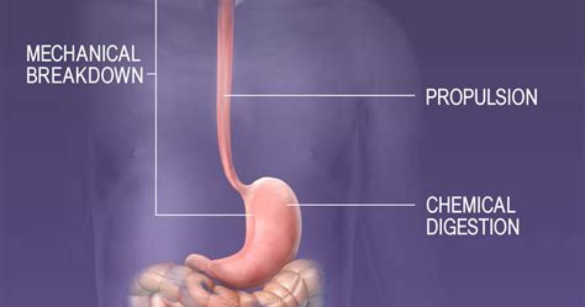 Do We Need Digestive System?