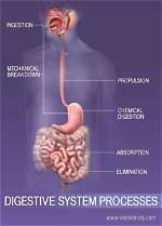 Do We Need Digestive System?