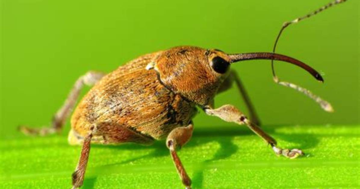 Do Weevil Bugs Fly