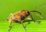 Do Weevil Bugs Fly