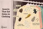 Do Weevils Eat Clothes?