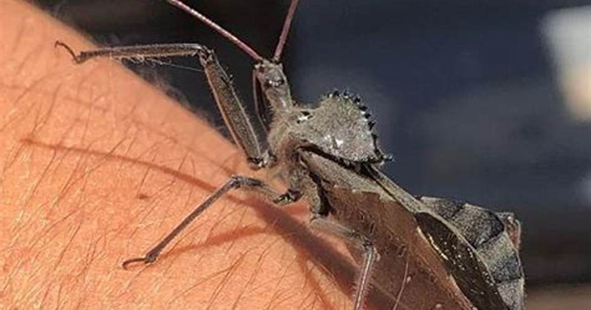 Do Wheel Bugs Bite Humans