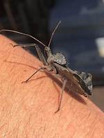 Do Wheel Bugs Bite Humans