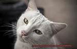 Do White Cats Have Problems