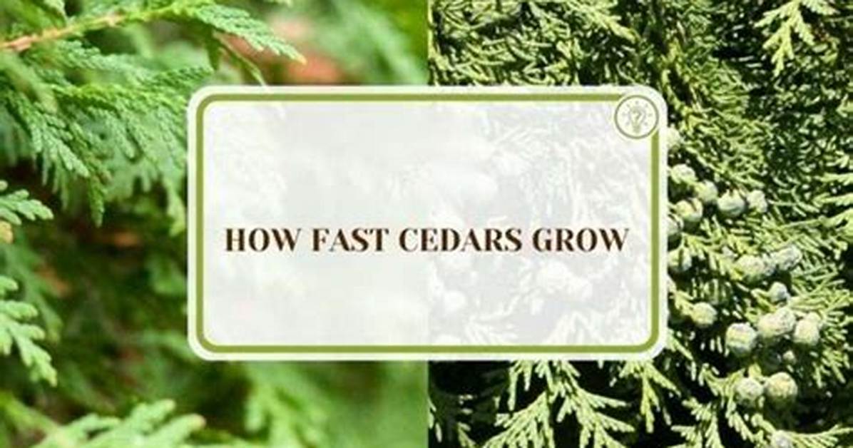 Do White Cedars Grow Fast