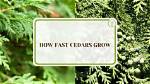 Do White Cedars Grow Fast