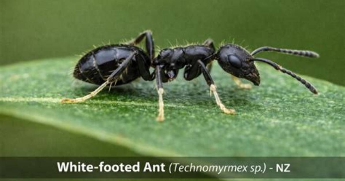 Do White Footed Ants Bite?